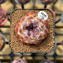 Echeveria 'Black Queen' Hybrid Selected Clone 1"-2" Succulent Plant Cutting