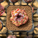 Echeveria 'Black Queen' Hybrid Selected Clone 1"-2" Succulent Plant Cutting