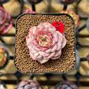 Echeveria 'Hyalina' x 'Black Queen' Hybrid 1"-2" New Flower Village Original Hybrid Succulent Plant Cutting