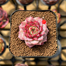 Echeveria 'Hyalina' x 'Black Queen' Hybrid 1"-2" New Flower Village Original Hybrid Succulent Plant Cutting
