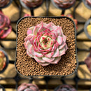 Echeveria 'Hyalina' x 'Black Queen' Hybrid 1"-2" New Flower Village Original Hybrid Succulent Plant Cutting