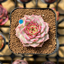 Echeveria 'Hyalina' x 'Black Queen' Hybrid 1"-2" New Flower Village Original Hybrid Succulent Plant Cutting