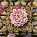 Echeveria 'Hyalina' x 'Black Queen' Hybrid 1"-2" New Flower Village Original Hybrid Succulent Plant Cutting