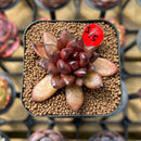 Echeveria 'Blood Maria' Hybrid Selected Clone 2" Succulent Plant Cutting