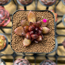 Echeveria 'Blood Maria' Hybrid Selected Clone 2" Succulent Plant Cutting