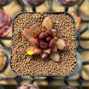 Echeveria 'Blood Maria' Hybrid Selected Clone 2" Succulent Plant Cutting