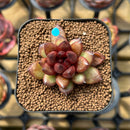 Echeveria 'Blood Maria' Hybrid Selected Clone 2" Succulent Plant Cutting