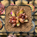 Echeveria 'Blood Maria' Hybrid Selected Clone 2" Succulent Plant Cutting