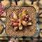 Echeveria 'Blood Maria' Hybrid Selected Clone 2" Succulent Plant Cutting