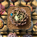 Echeveria 'Water Drop' 1"-2" Succulent Plant Cutting