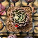 Echeveria 'Water Drop' 1"-2" Succulent Plant Cutting