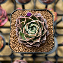 Echeveria 'Water Drop' 1"-2" Succulent Plant Cutting