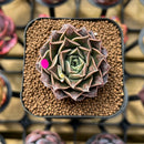 Echeveria 'Water Drop' 1"-2" Succulent Plant Cutting