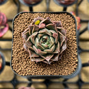 Echeveria 'Water Drop' 1"-2" Succulent Plant Cutting