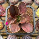 Echeveria 'Fimbriata' Variegated AKA 'Fasciculata' 2" Succulent Plant Cutting