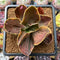 Echeveria 'Fimbriata' Variegated AKA 'Fasciculata' 2" Succulent Plant Cutting