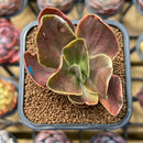 Echeveria 'Fimbriata' Variegated AKA 'Fasciculata' 2" Succulent Plant Cutting