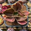 Echeveria 'Fimbriata' Variegated AKA 'Fasciculata' 2" Succulent Plant Cutting