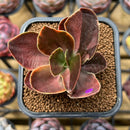 Echeveria 'Fimbriata' Variegated AKA 'Fasciculata' 2" Succulent Plant Cutting