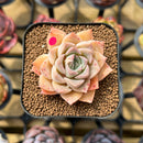 Echeveria 'Elegans' Hybrid 2" Flower Village Original Hybrid Succulent Plant Cutting