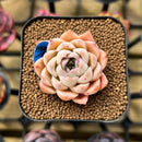Echeveria 'Elegans' Hybrid 2" Flower Village Original Hybrid Succulent Plant Cutting