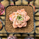 Echeveria 'Elegans' Hybrid 2" Flower Village Original Hybrid Succulent Plant Cutting
