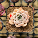 Echeveria 'Elegans' Hybrid 2" Flower Village Original Hybrid Succulent Plant Cutting