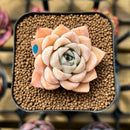 Echeveria 'Elegans' Hybrid 2" Flower Village Original Hybrid Succulent Plant Cutting