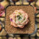 Echeveria 'Elegans' Hybrid 2" Flower Village Original Hybrid Succulent Plant Cutting