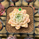 Echeveria 'Elegans' Hybrid 2" Flower Village Original Hybrid Succulent Plant Cutting