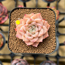 Echeveria 'Elegans' Hybrid 2" Flower Village Original Hybrid Succulent Plant Cutting