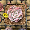 Echeveria 'Joberry 2" Flower Village Original Hybrid Succulent Plant Cutting