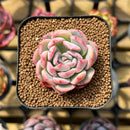 Echeveria 'Joberry 2" Flower Village Original Hybrid Succulent Plant Cutting