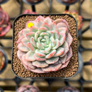 Echeveria 'Joberry 2" Flower Village Original Hybrid Succulent Plant Cutting