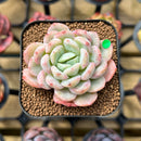 Echeveria 'Joberry 2" Flower Village Original Hybrid Succulent Plant Cutting