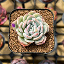 Echeveria 'Joberry 2" Flower Village Original Hybrid Succulent Plant Cutting