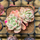 Echeveria 'Joberry 2" Flower Village Original Hybrid Succulent Plant Cutting