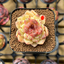 Echeveria 'Herbion' Hybrid Selected Clone 2" Flower Village Original Hybrid Succulent Plant Cutting