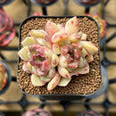 Echeveria 'Herbion' Hybrid Selected Clone 2" Flower Village Original Hybrid Succulent Plant Cutting