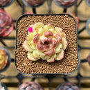 Echeveria 'Herbion' Hybrid Selected Clone 2" Flower Village Original Hybrid Succulent Plant Cutting