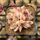 Echeveria 'Herbion' Hybrid Selected Clone 2" Flower Village Original Hybrid Succulent Plant Cutting