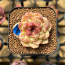 Echeveria 'Herbion' Hybrid Selected Clone 2" Flower Village Original Hybrid Succulent Plant Cutting