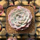 Echeveria 'Hyalina' x 'Laui' Hybrid 2" Flower Village Original Hybrid Succulent Plant Cutting