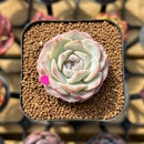 Echeveria 'Hyalina' x 'Laui' Hybrid 2" Flower Village Original Hybrid Succulent Plant Cutting