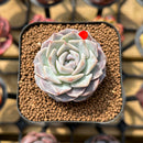 Echeveria 'Hyalina' x 'Laui' Hybrid 2" Flower Village Original Hybrid Succulent Plant Cutting
