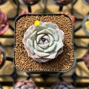 Echeveria 'Hyalina' x 'Laui' Hybrid 2" Flower Village Original Hybrid Succulent Plant Cutting