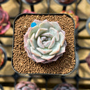Echeveria 'Hyalina' x 'Laui' Hybrid 2" Flower Village Original Hybrid Succulent Plant Cutting