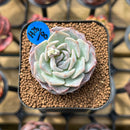 Echeveria 'Hyalina' x 'Laui' Hybrid 2" Flower Village Original Hybrid Succulent Plant Cutting