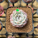Echeveria 'Hyalina' x 'Laui' Hybrid 2" Flower Village Original Hybrid Succulent Plant Cutting