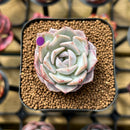 Echeveria 'Hyalina' x 'Laui' Hybrid 2" Flower Village Original Hybrid Succulent Plant Cutting
